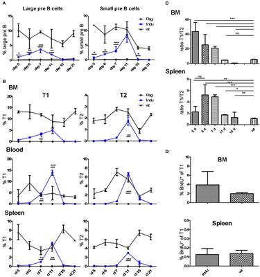 Induced B Cell Development in Adult Mice